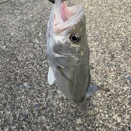 フッコ（マルスズキ）