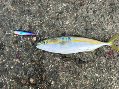 コゾクラの釣果