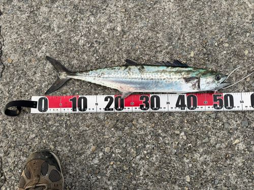 サゴシの釣果