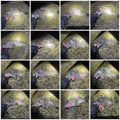 クロソイの釣果