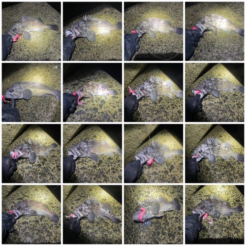 クロソイの釣果