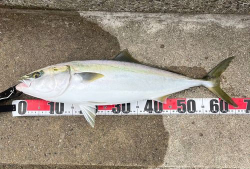 神戸空港親水護岸