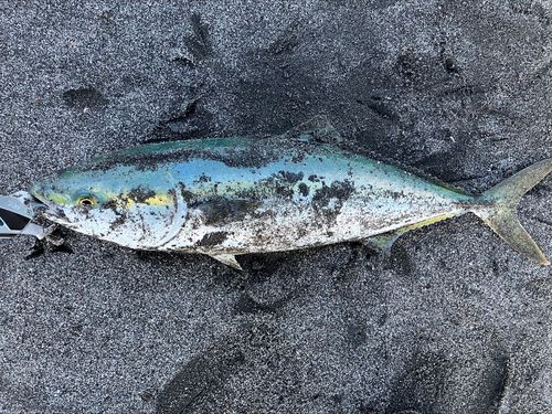 イナダの釣果