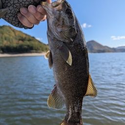 スモールマウスバス