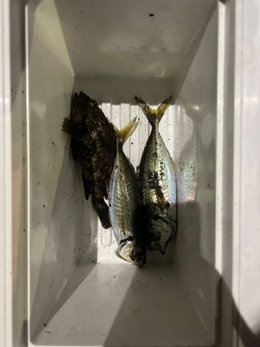 マアジの釣果