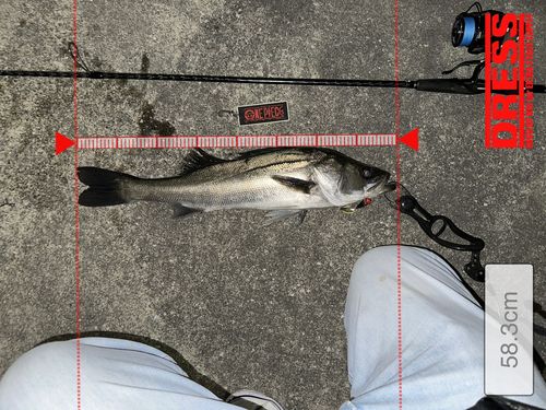 シーバスの釣果