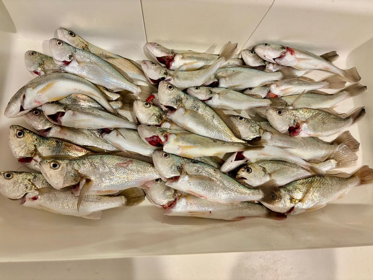 やっぱりアジが好き🐈さんの釣果 1枚目の画像