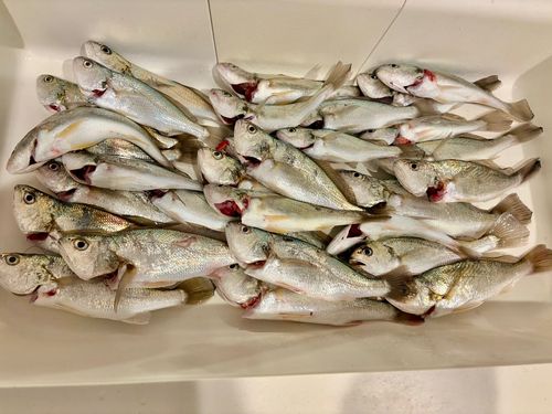 イシモチの釣果