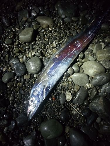 タチウオの釣果