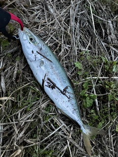 ツバイソの釣果