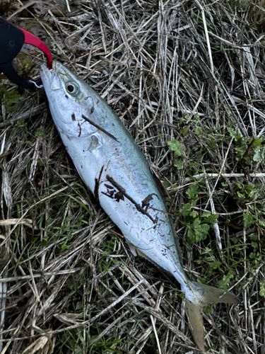 ツバイソの釣果