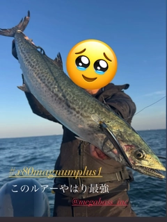 サワラの釣果