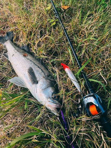 大野お台場公園前