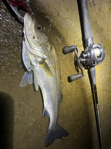 シーバスの釣果