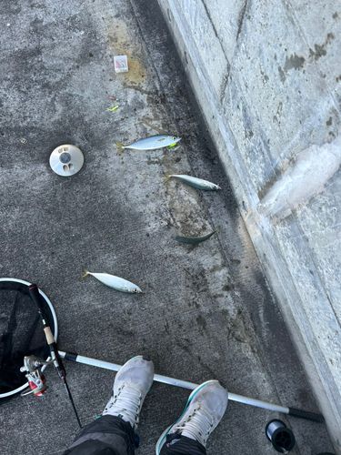 サバの釣果