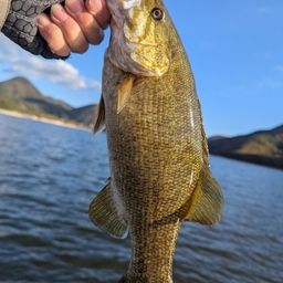 スモールマウスバス