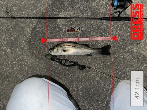 シーバスの釣果