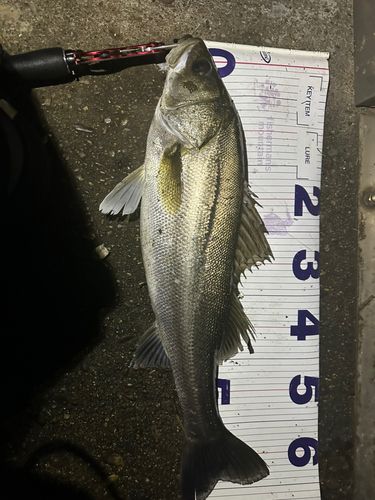 シーバスの釣果