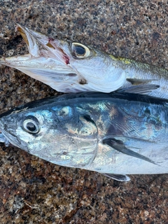 スマガツオの釣果