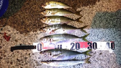 アジの釣果