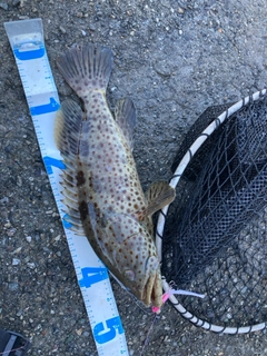 チャイロマルハタの釣果