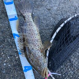 チャイロマルハタ