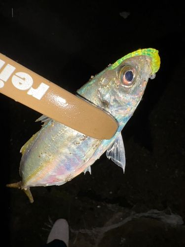 知多半島野池群