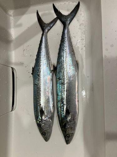 阿賀マリノポリス