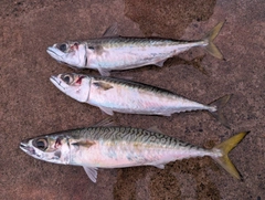 サバの釣果