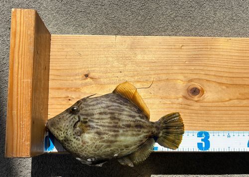 須磨海づり公園