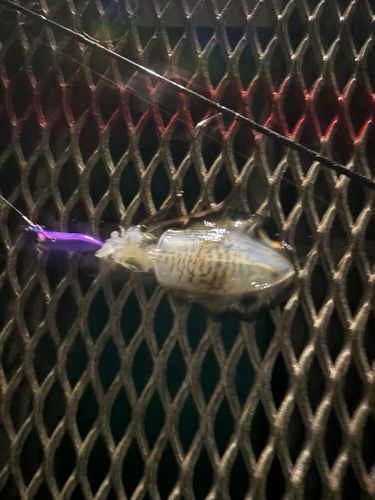 とっとパーク小島