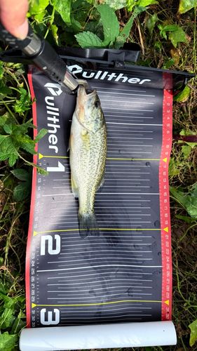 ブラックバスの釣果