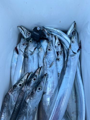 タチウオの釣果