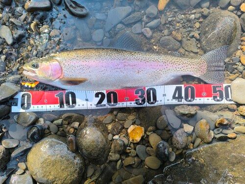 ニジマスの釣果