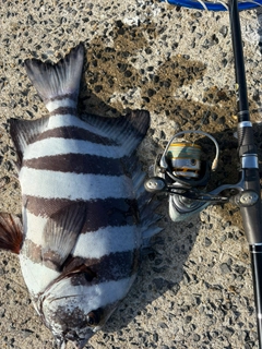 イシダイの釣果