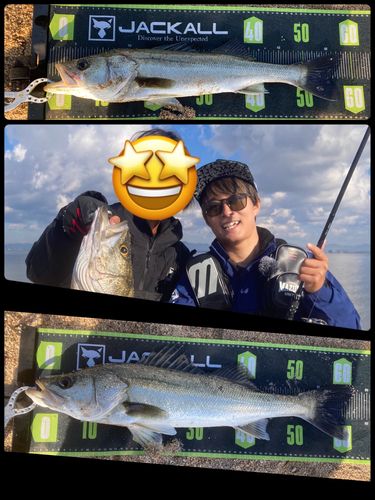 シーバスの釣果