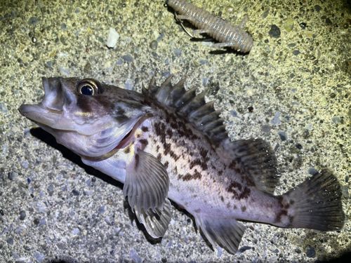 クロソイの釣果