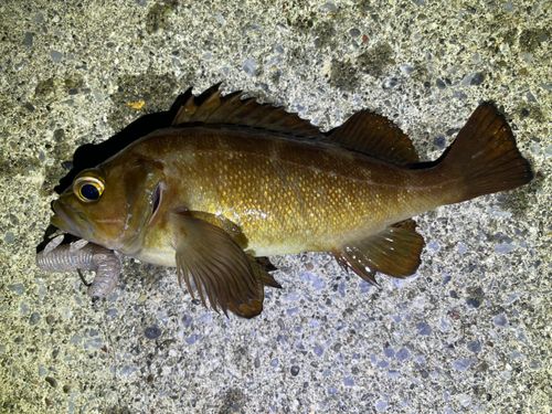 エゾメバルの釣果