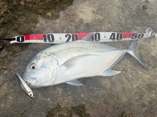 オニヒラアジの釣果