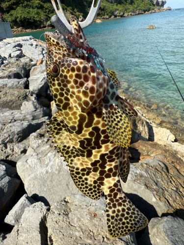 イシミーバイの釣果