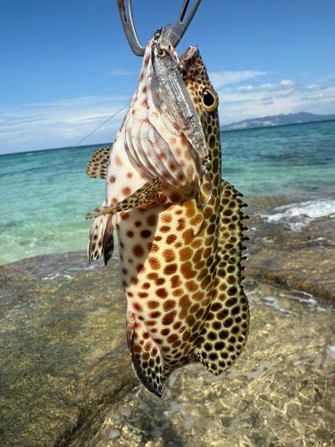 イシミーバイの釣果
