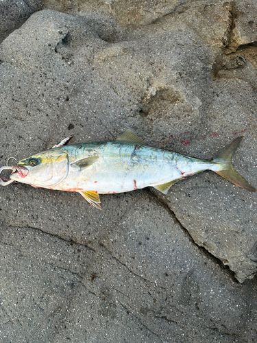 ヒラマサの釣果