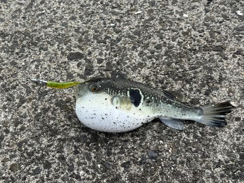 トラフグの釣果