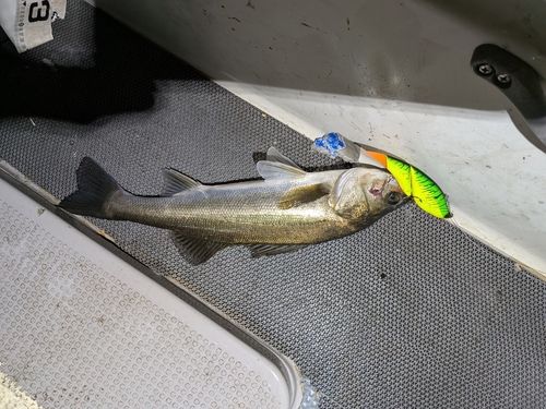 東京湾（アクアライン以北）