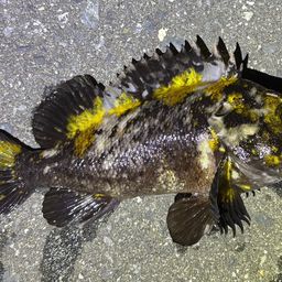 オウゴンムラソイ