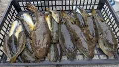 ショウサイフグの釣果