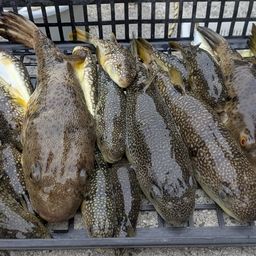 ショウサイフグ