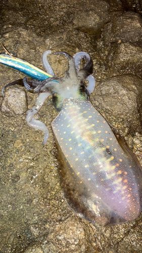 アオリイカの釣果