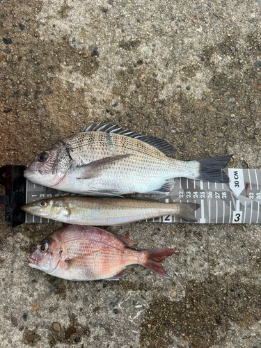 ねやフィッシングパーク太公望