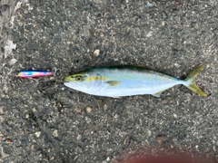 コゾクラの釣果